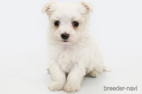 成約済の神奈川県のマルチーズ-296598の2枚目